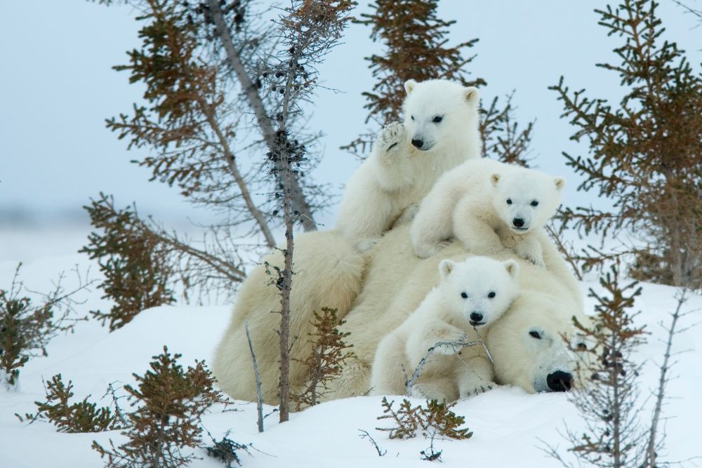 shutterstock_2400433065 polar bears low res