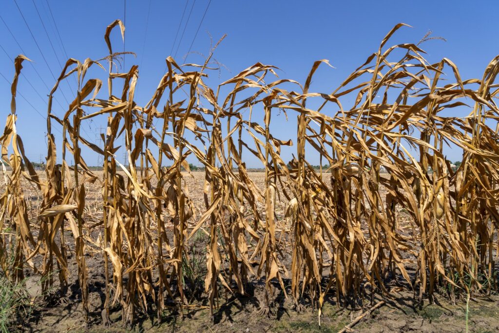 shutterstock_2362458153 (1)